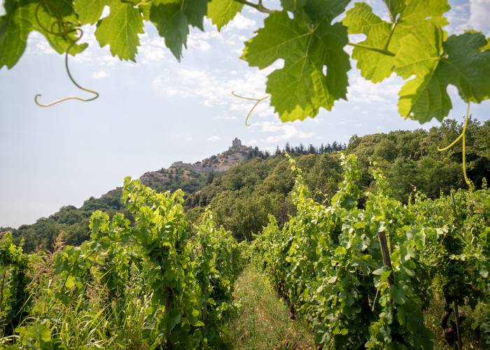 Vignoble de Saint-Péray