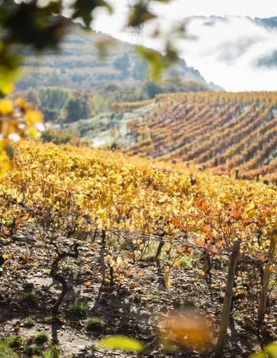 Marché aux vins