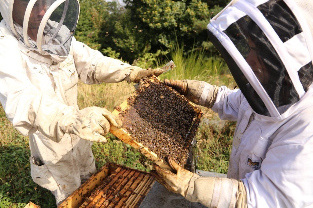 Baptême d'apiculture