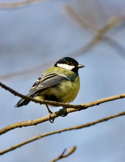 Les Secrets de la Ferme - Sortie nature à la Miellerie : les oiseaux !