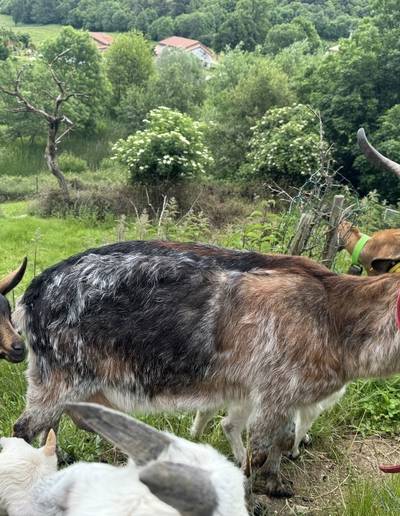 Les Secrets de la Ferme : la Ferme Estival