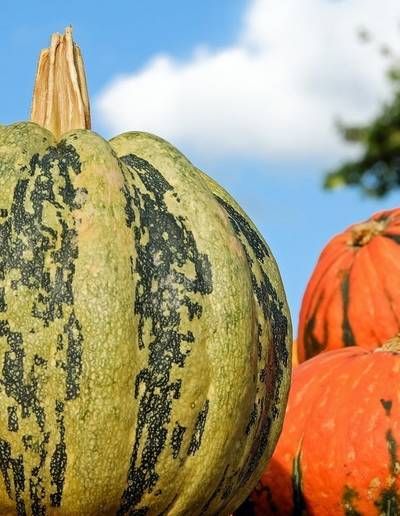 Les Secrets de la Ferme : visite des Jardins Sauvages