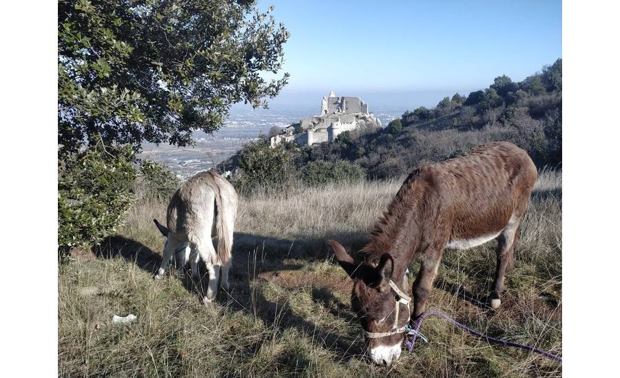 Pomme et Zoë