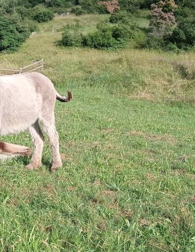 Rendez-Vous Sport et Nature : Balade en âne au bord du Rhône