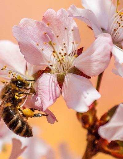 Conte à Crussol - Murmure d'abeilles