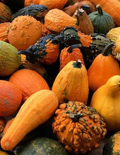 La Courge en fête - 2e édition !
