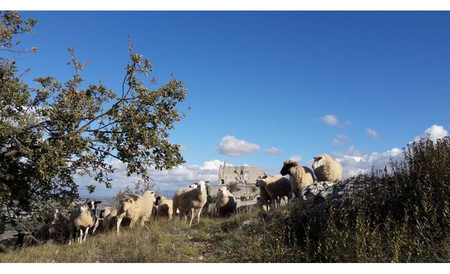 Eco pâturage - Mouton à Crussol
