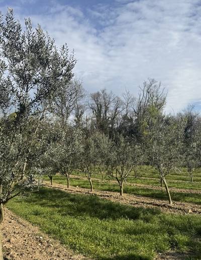 Les Secrets de la Ferme : les oliviers d'Alain Mounier