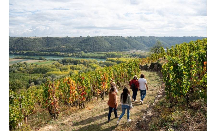 Groupe de personnes en train de marcher au milieu des vignes, face au Rhône.