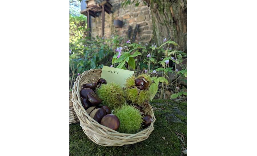 Châtaigne d'Ardèche AOP