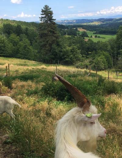 Les Secrets de la Ferme : Ferme de Vidal